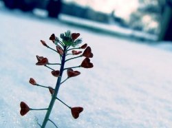Pianta fiorita su una distesa di neve
