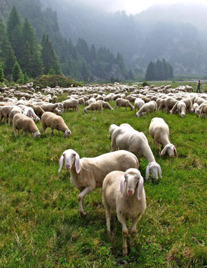 L’uomo saggio, le pecore e il rumore